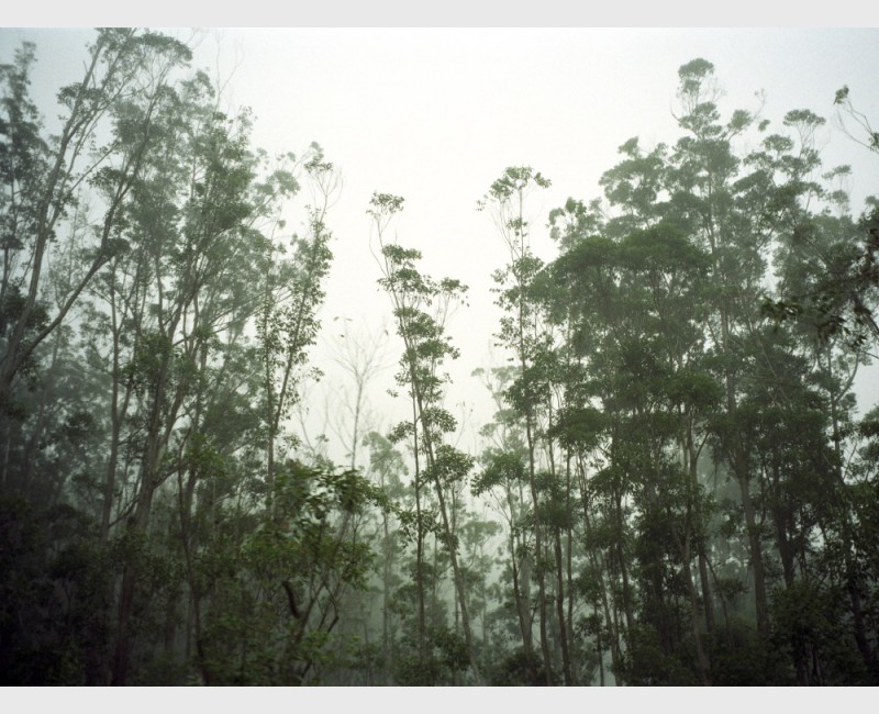 Misty morning at Périnet - Madagascar, 1997